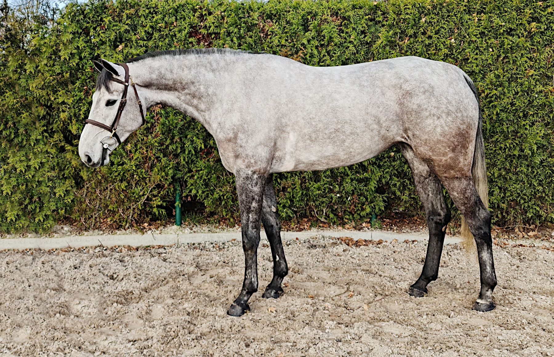 Jumper, hunter and Equitation horses for sale European sporthorses